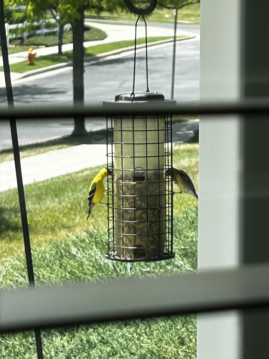 American Goldfinch - Jason Rademacher