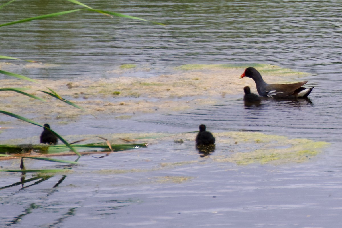 Common Gallinule - Ava Pun