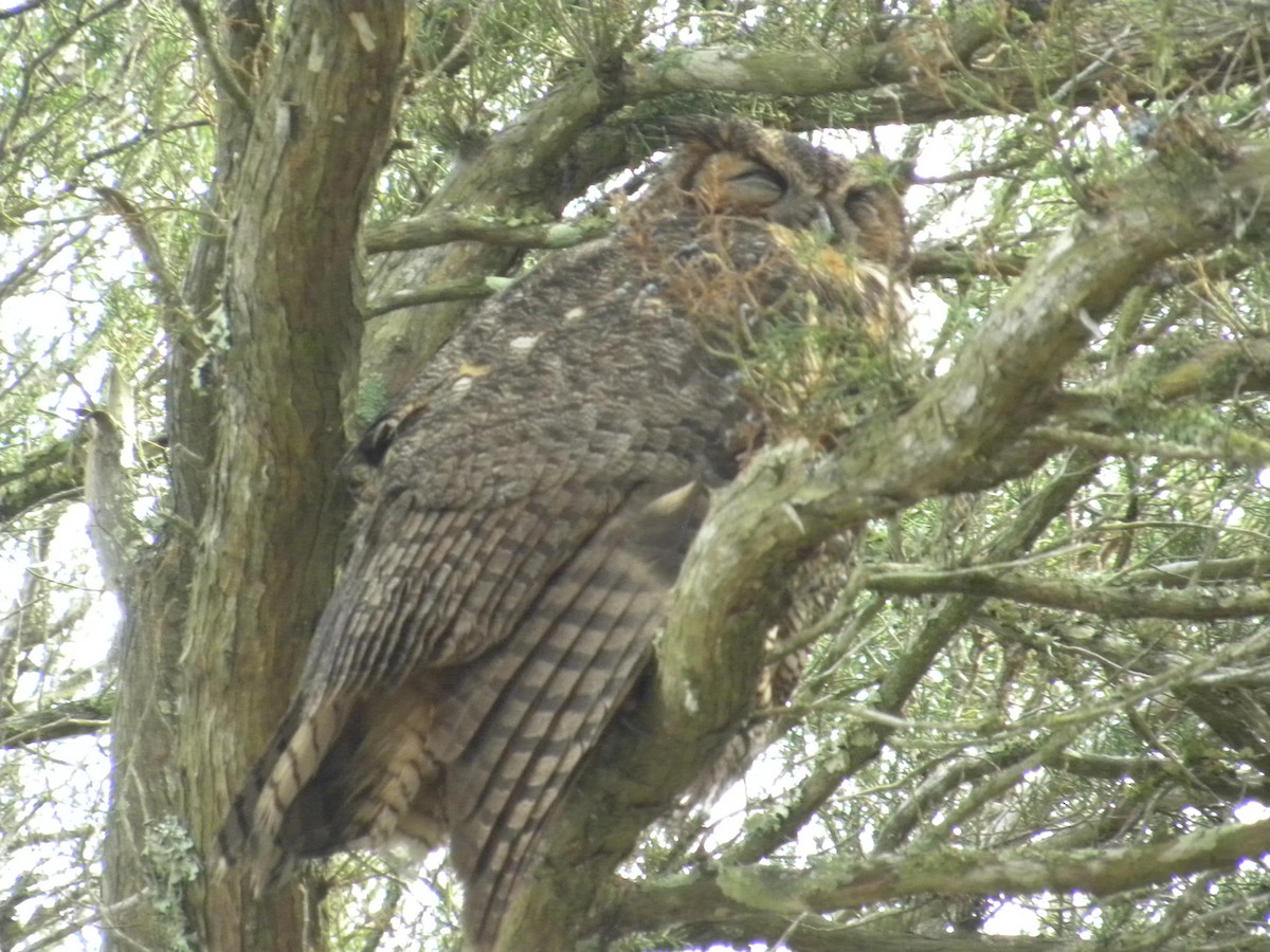 Great Horned Owl - Eric Haskell