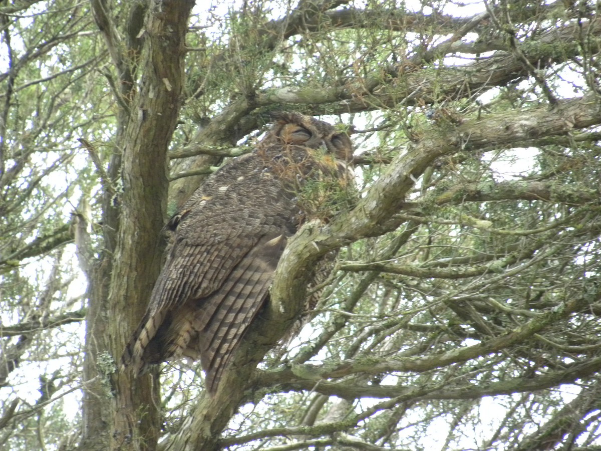 Great Horned Owl - Eric Haskell