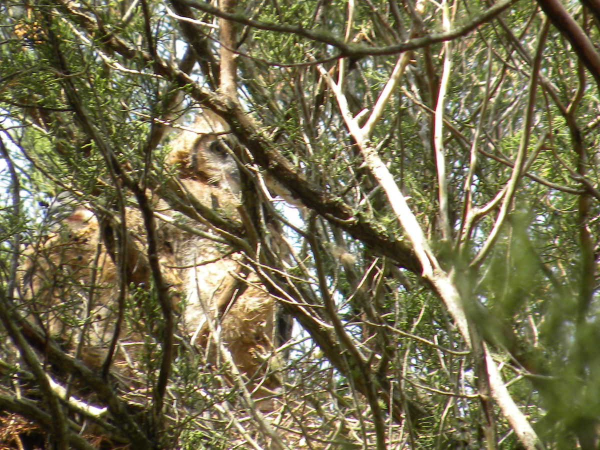 Great Horned Owl - Eric Haskell