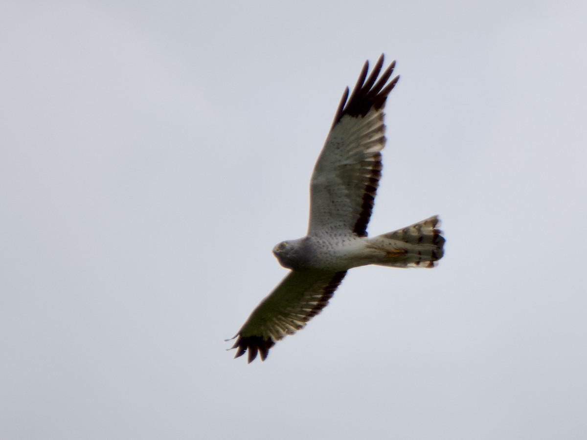 Northern Harrier - ML619587342