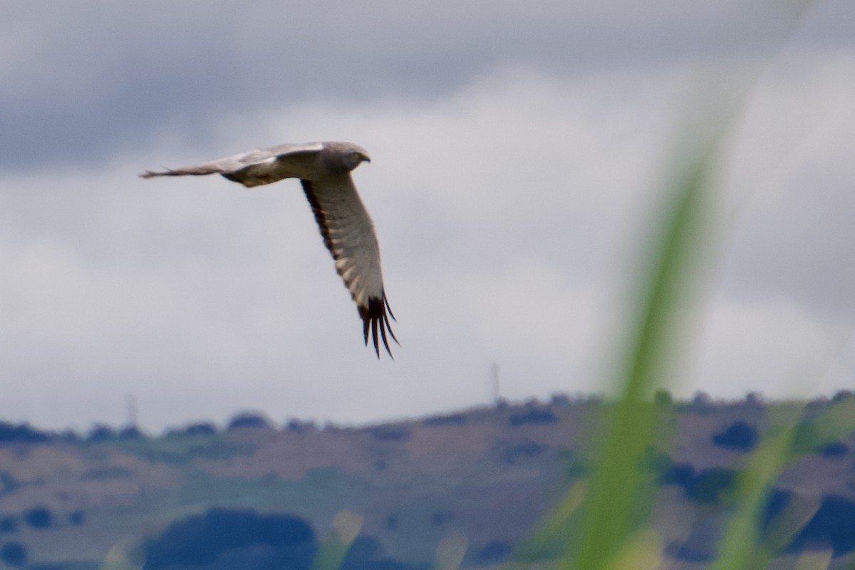 Northern Harrier - ML619587343