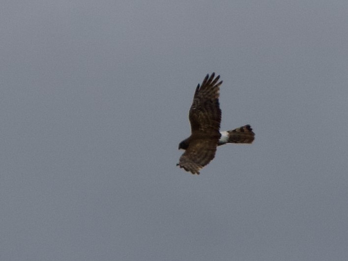 Northern Harrier - Ava Pun