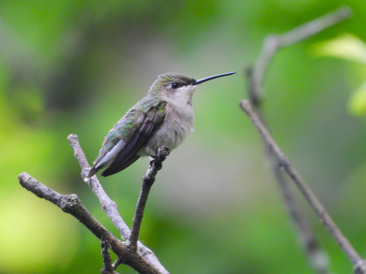 Colibri à gorge rubis - ML619587348