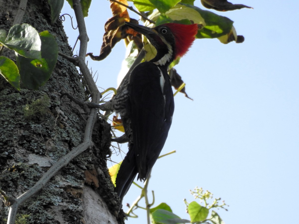 Lineated Woodpecker - ML619587350