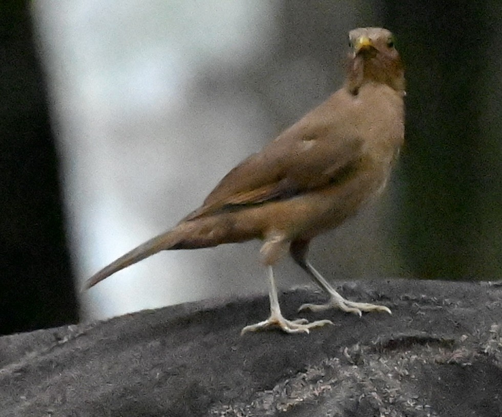 Clay-colored Thrush - Nancy Blaze