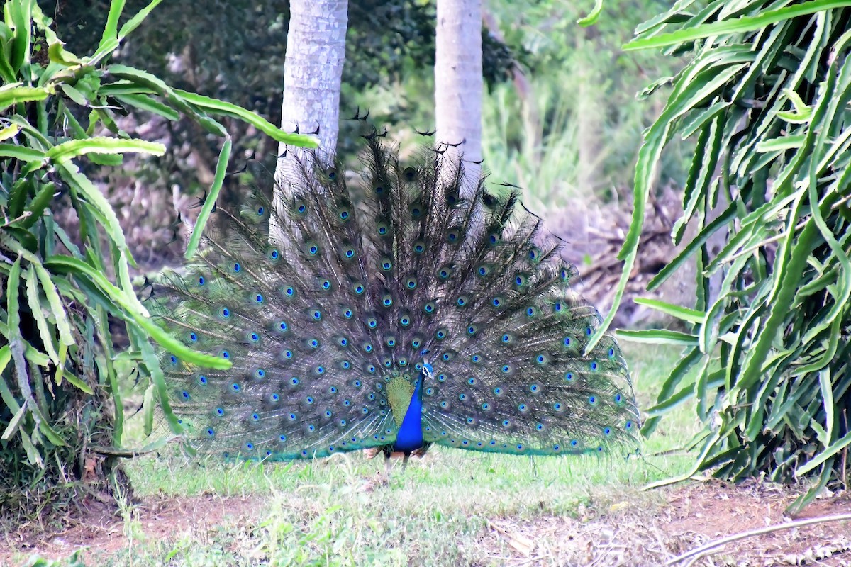 Indian Peafowl - ML619587369