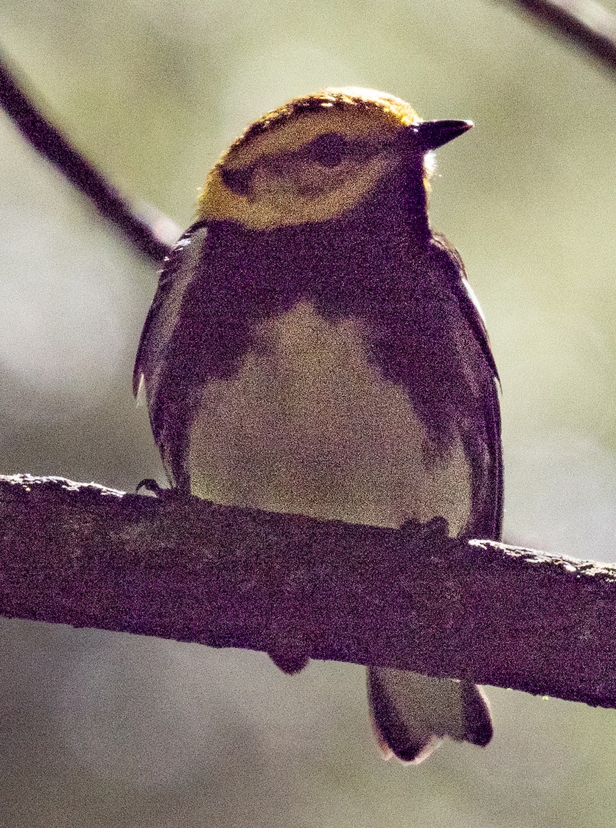 Black-throated Green Warbler - Lynn Chapman