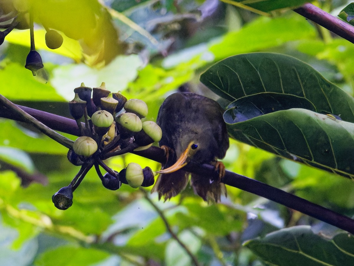 Chattering Giant-Honeyeater - ML619587374