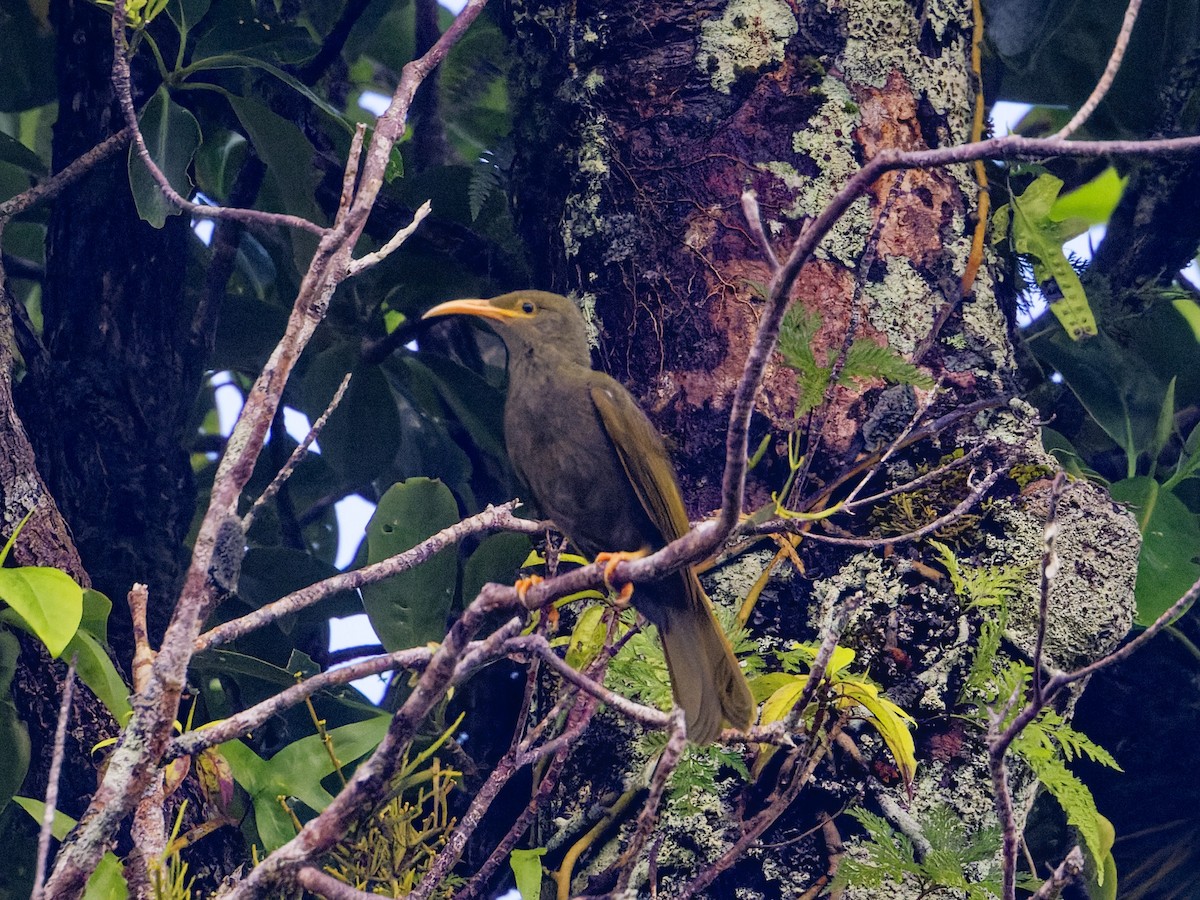 Chattering Giant-Honeyeater - ML619587376