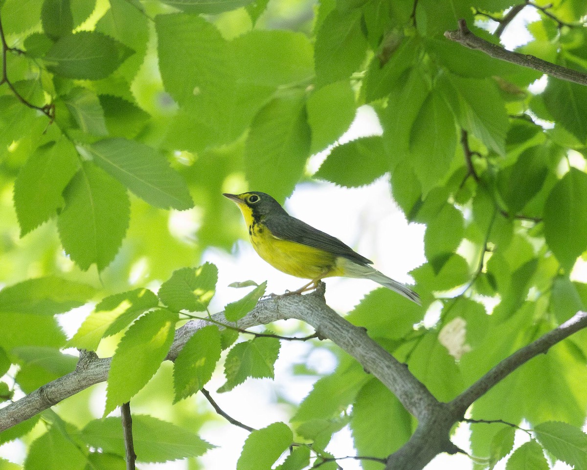 Canada Warbler - Austin Johnson