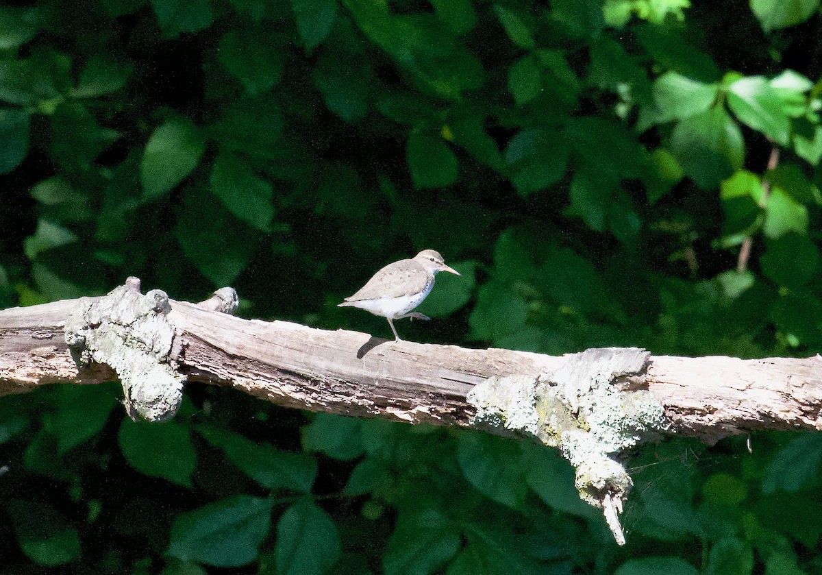 Spotted Sandpiper - Danny Wyatt