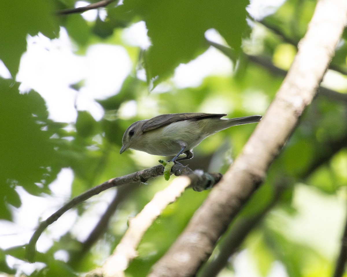 Warbling Vireo (Eastern) - ML619587383