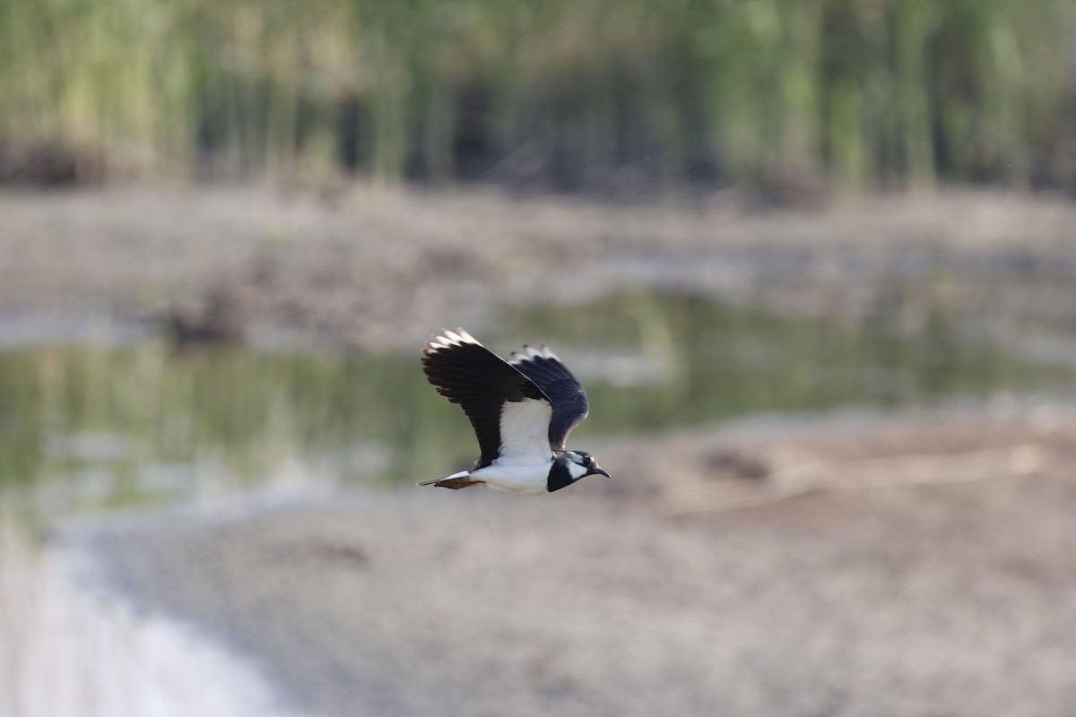 Northern Lapwing - Schahzad Saqib