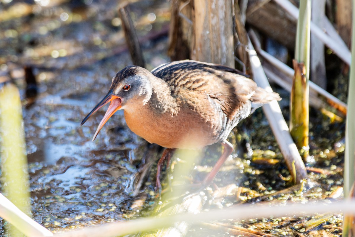 Virginia Rail - Galen Juliusson