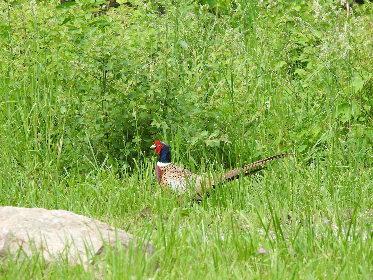 Ring-necked Pheasant - Danielle Hawkins