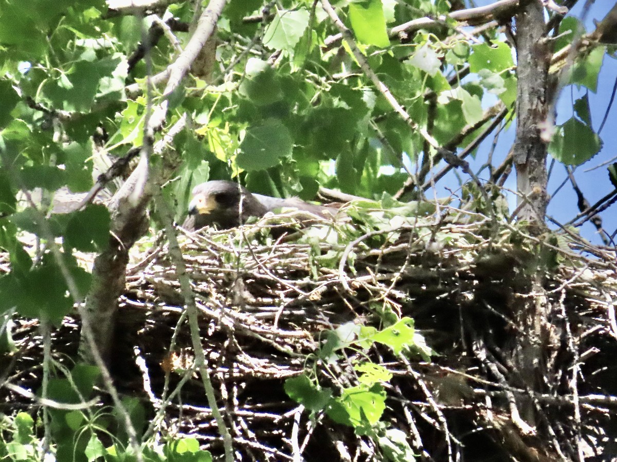 Common Black Hawk - Carol Comeau