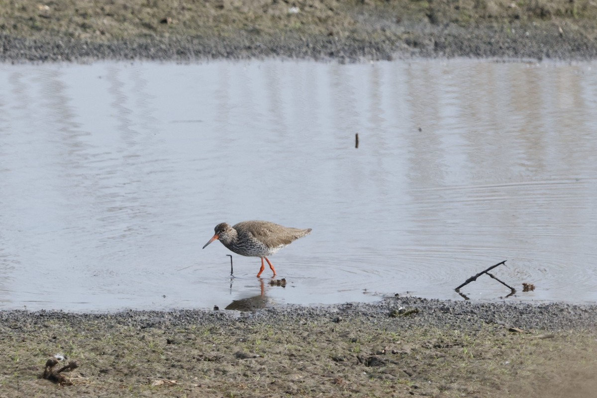 Common Redshank - Schahzad Saqib