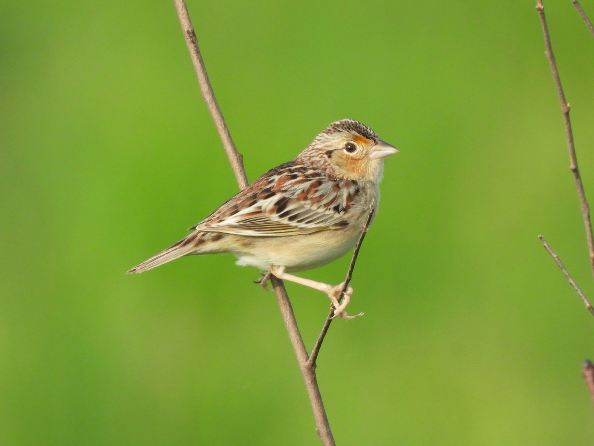 Grasshopper Sparrow - JamEs ParRis