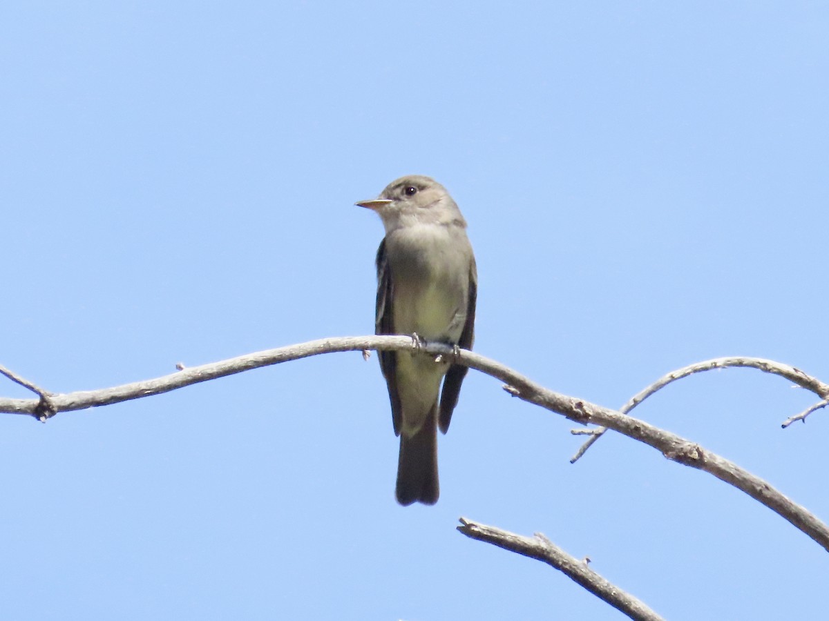 Western Wood-Pewee - Carol Comeau