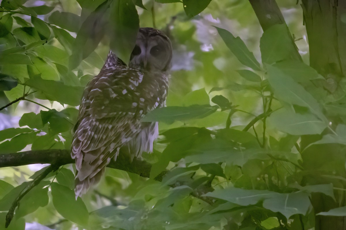 Barred Owl - James Hoagland