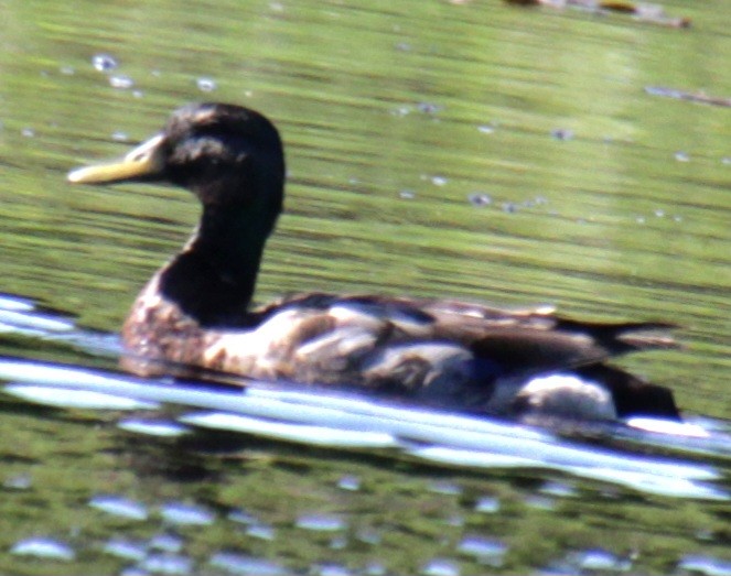 Canard colvert - ML619587413