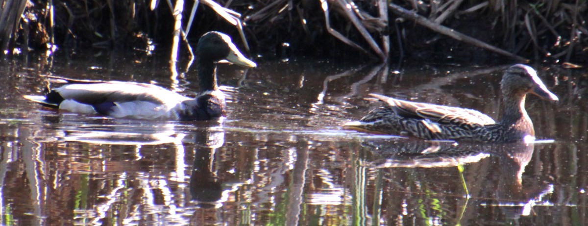 Canard colvert - ML619587414