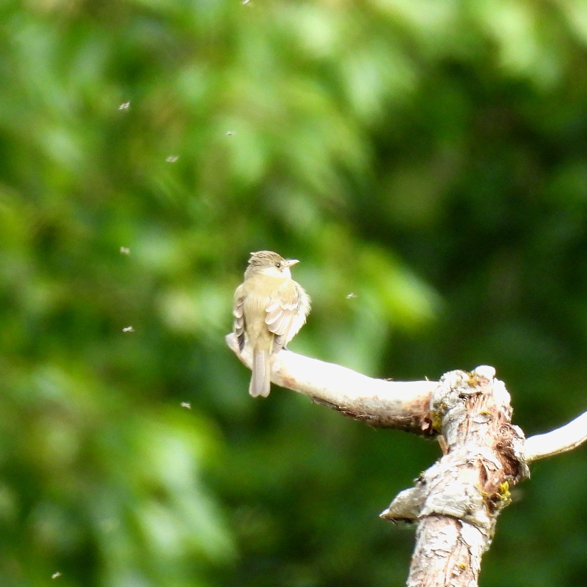 Willow Flycatcher - Susan Kirkbride