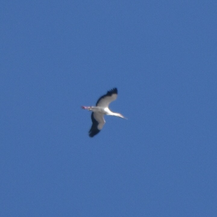 Maguari Stork - Alejandro Figueroa Varela