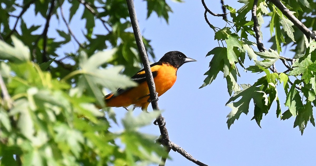 Baltimore Oriole - Tim Saylor