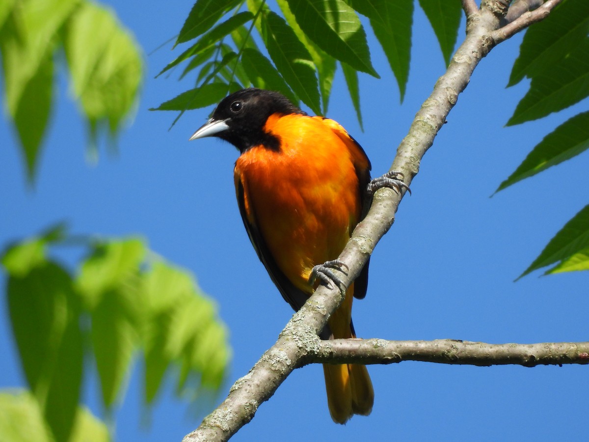 Baltimore Oriole - JamEs ParRis