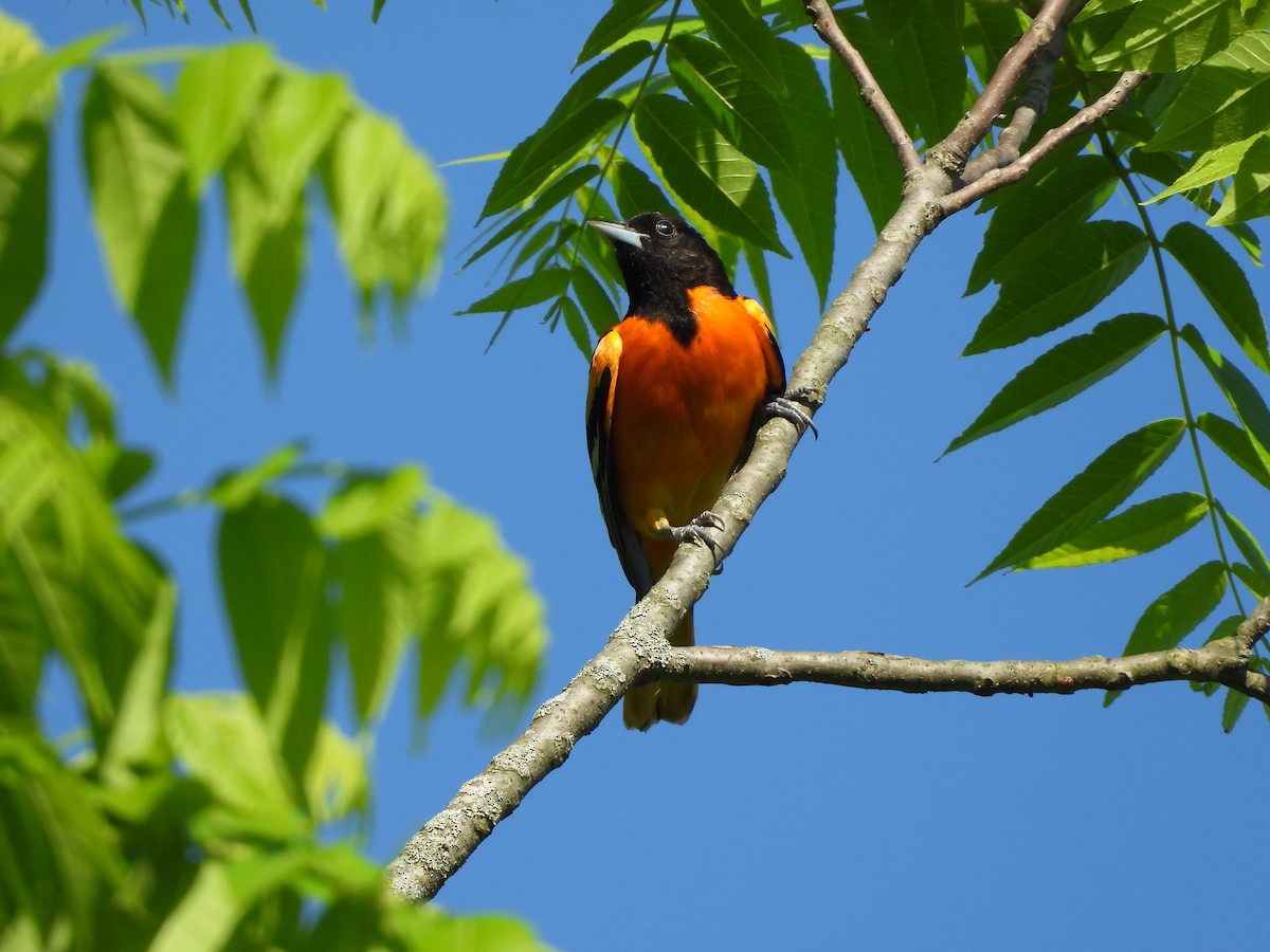 Baltimore Oriole - JamEs ParRis