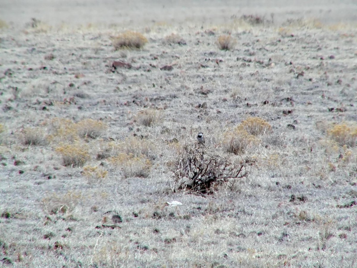 Thick-billed Longspur - Doug Wassmer