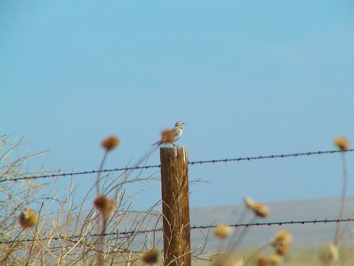 Thick-billed Longspur - ML619587431