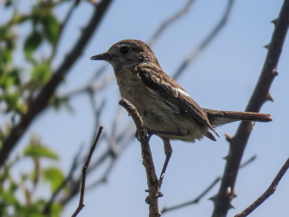 European Stonechat - Paco Torralba