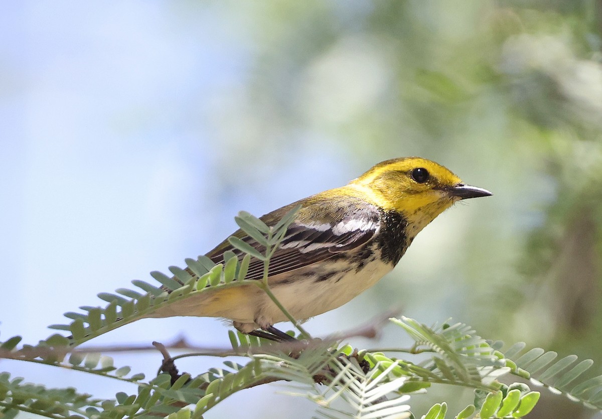 Black-throated Green Warbler - Dale Clark