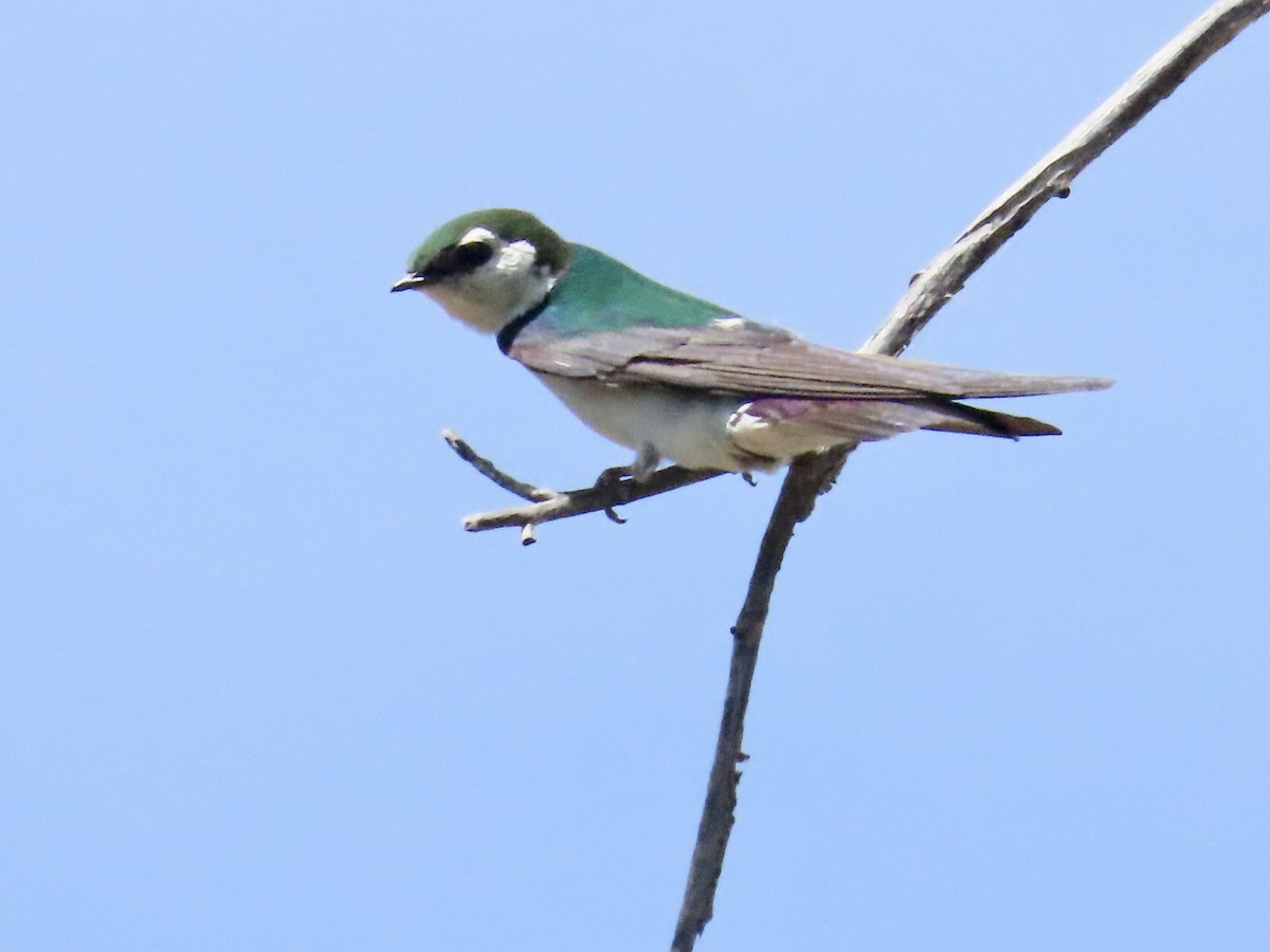 Violet-green Swallow - Carol Comeau