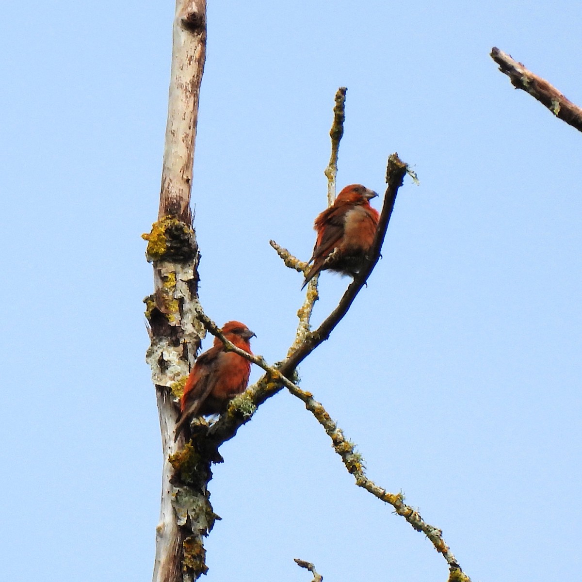 Red Crossbill (Western Hemlock or type 3) - Susan Kirkbride