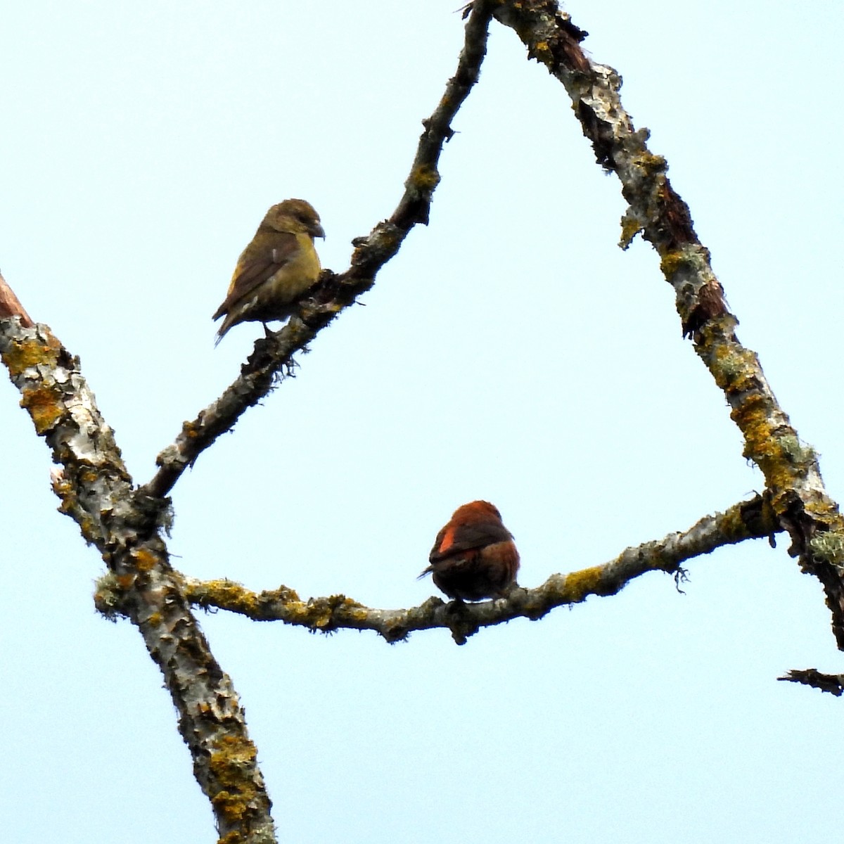 Red Crossbill (Western Hemlock or type 3) - ML619587438