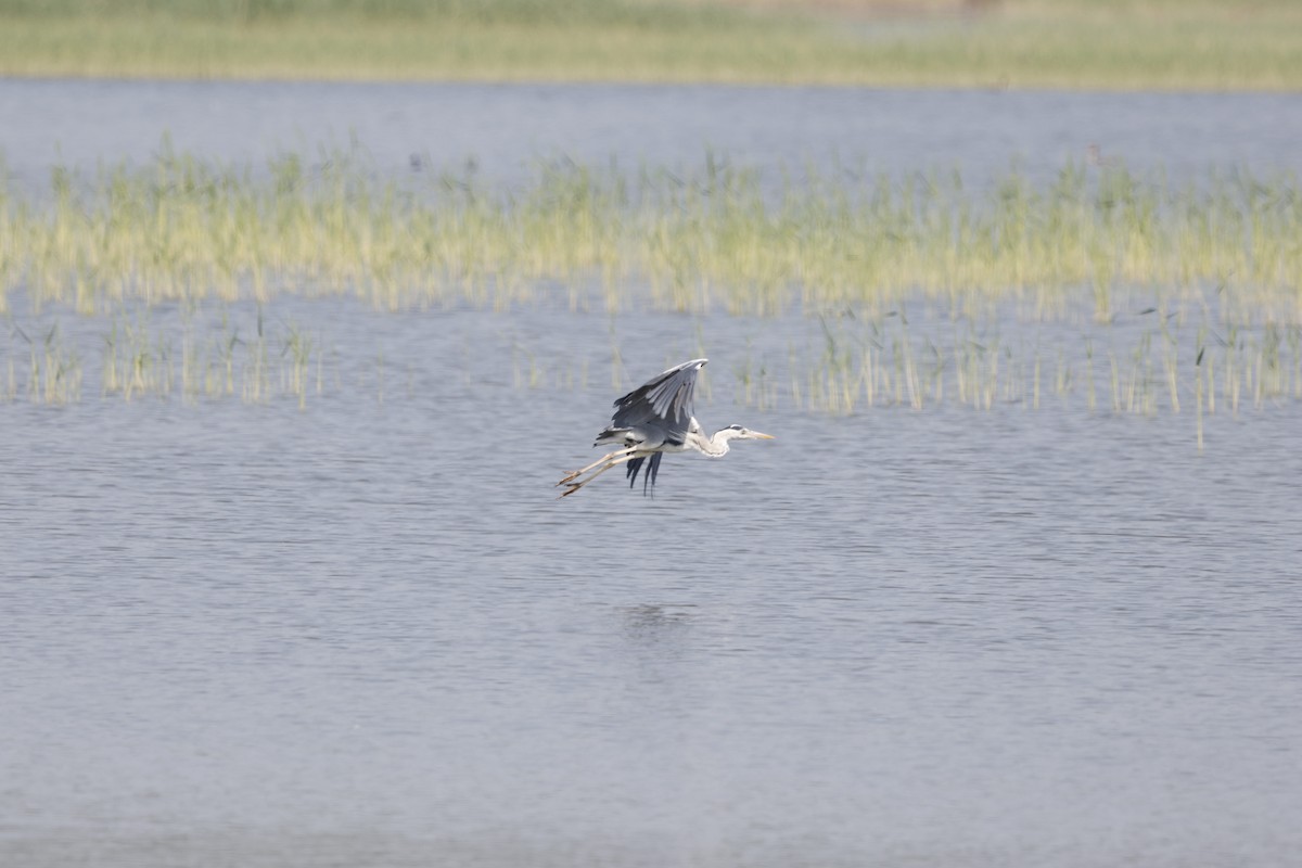 Gray Heron - Schahzad Saqib