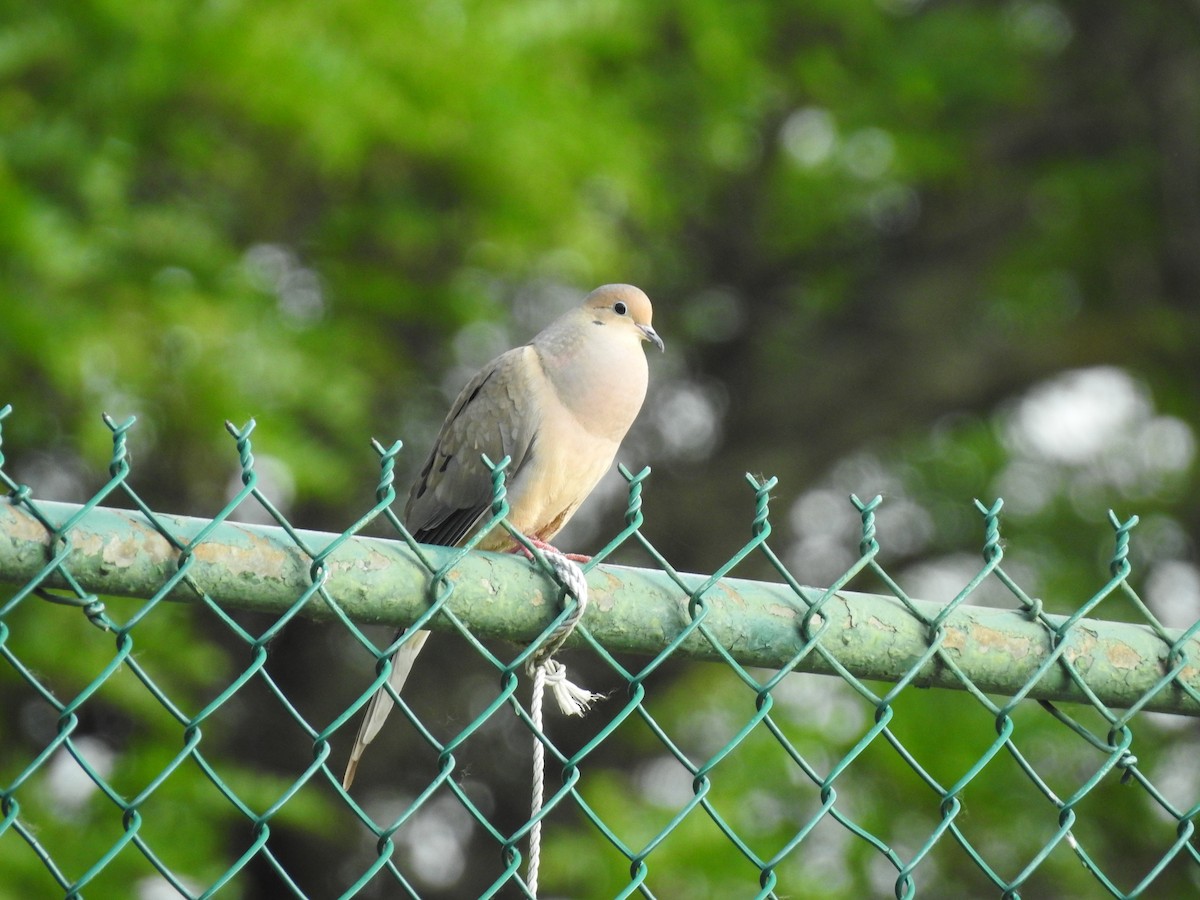 Mourning Dove - Danielle Hawkins