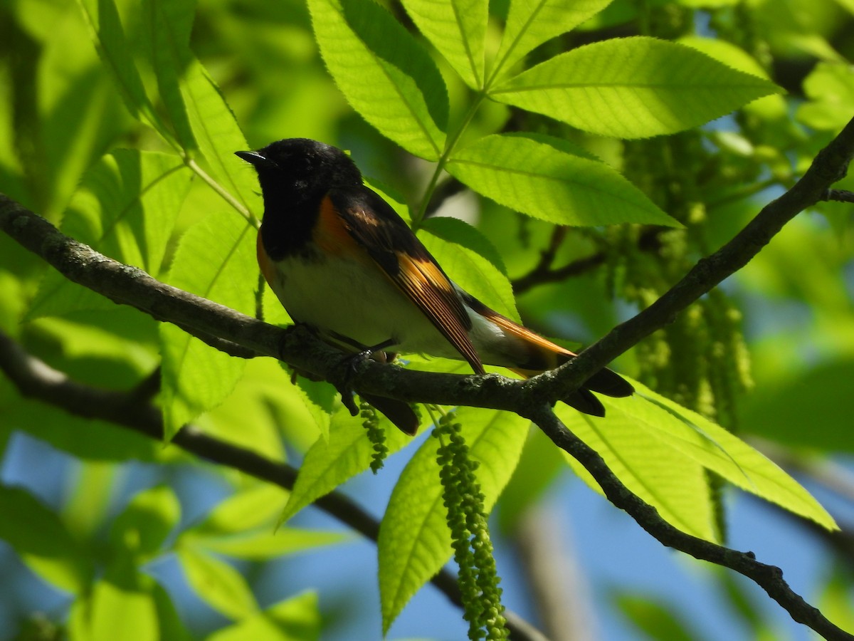 American Redstart - JamEs ParRis