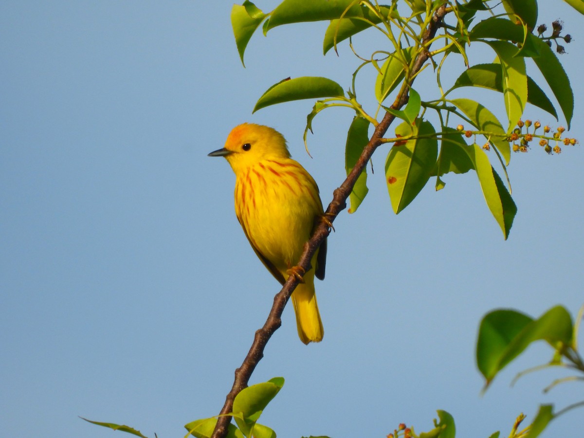 Yellow Warbler - JamEs ParRis