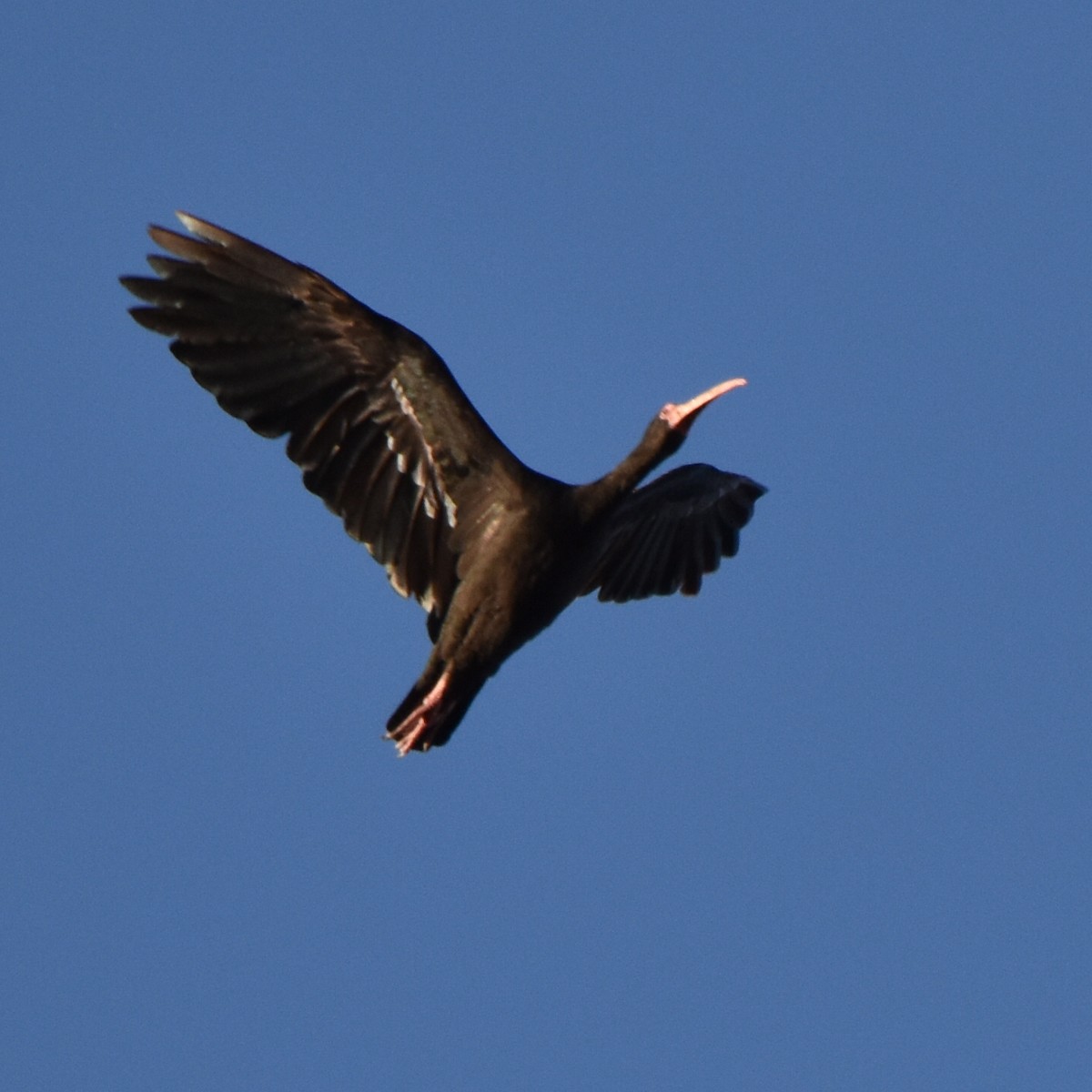 Bare-faced Ibis - ML619587457