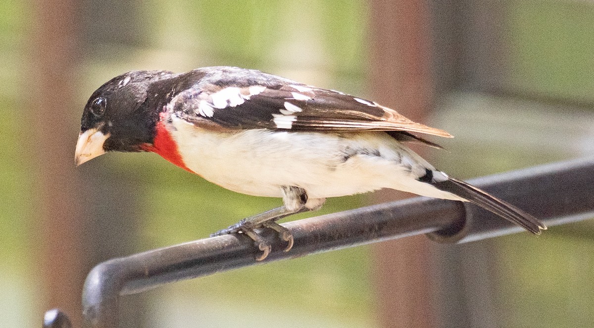 Rose-breasted Grosbeak - Lynn Chapman