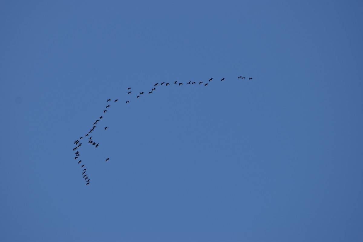 White-faced Ibis - ML619587459