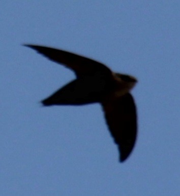 Chimney Swift - ML619587463