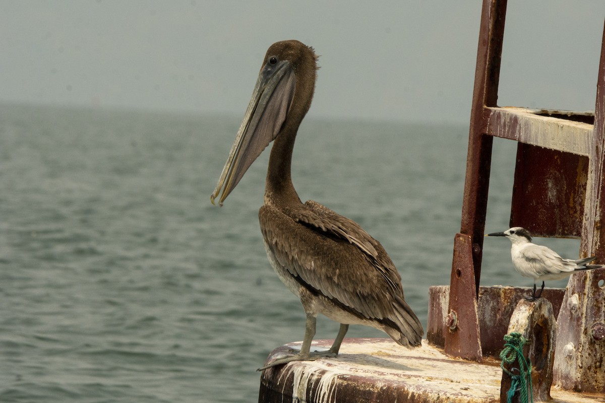 pelikán hnědý - ML619587465