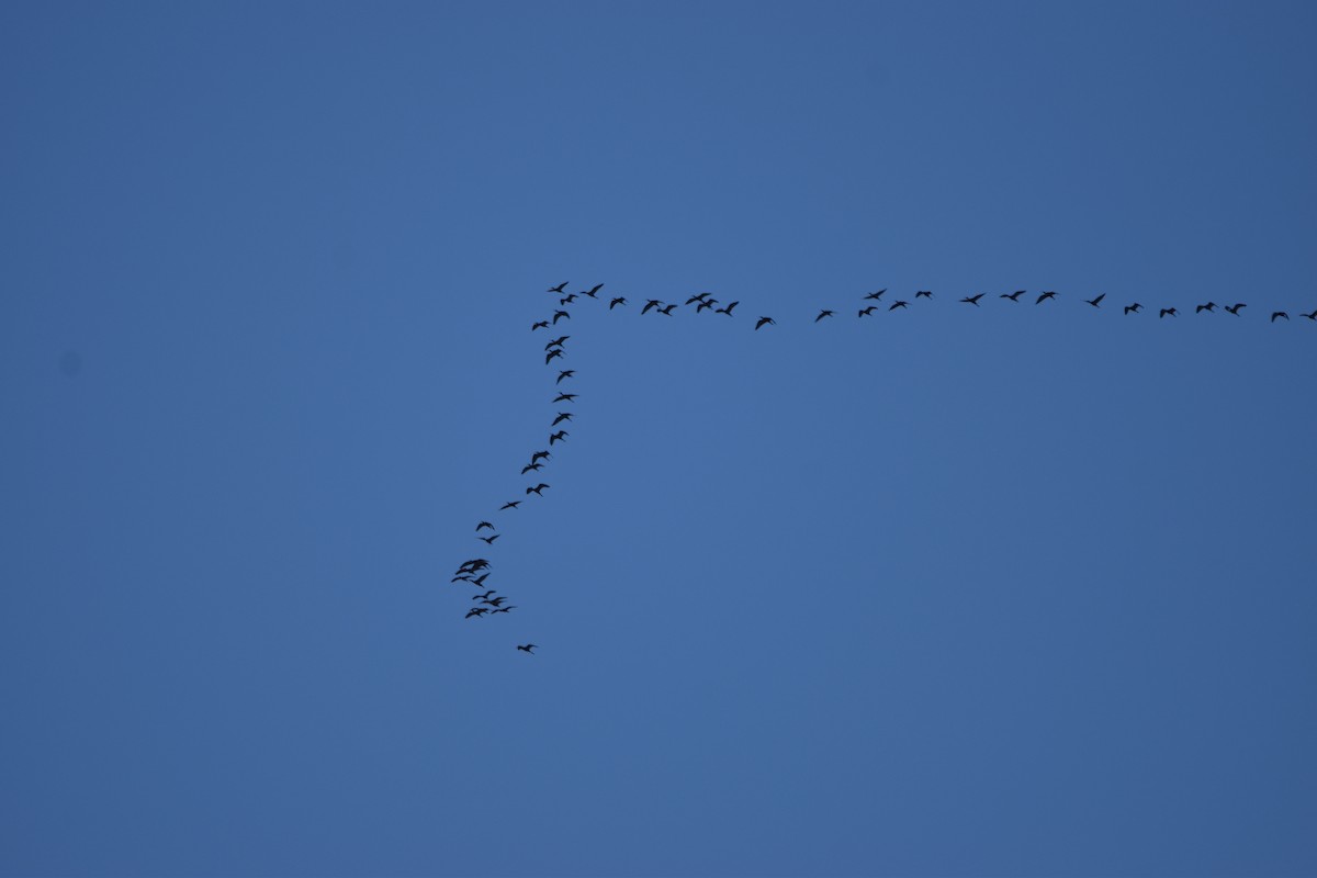 White-faced Ibis - ML619587467